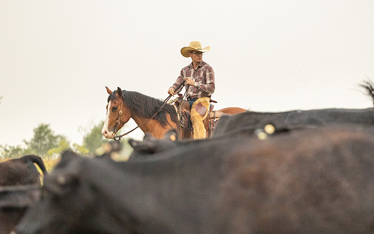 Man on horseback among cattle 